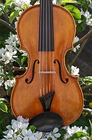 viola spruce top